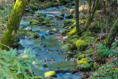 Agrandir l'image 7 sur 8, fenêtre modale